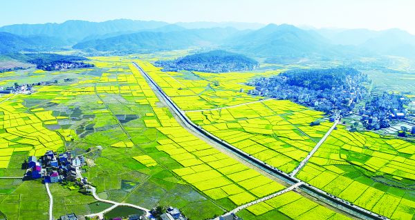 油菜花開(kāi)的茶陵秩堂鎮(zhèn)風(fēng)景如畫(huà)（資料圖）。 張湘東 攝