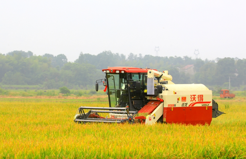 早稻收割忙，農(nóng)機(jī)來(lái)助力。常德市鼎城區(qū)融媒體中心供圖