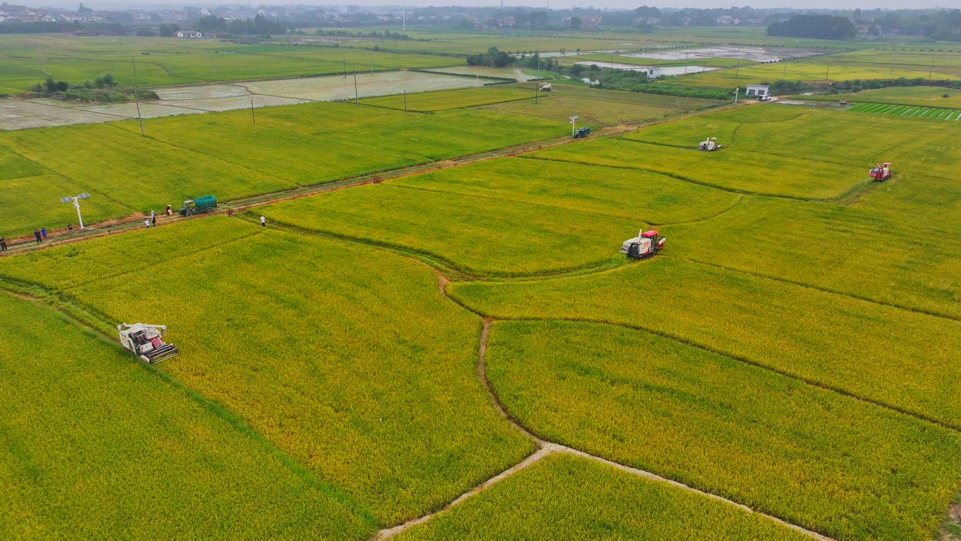 數(shù)臺(tái)收割機(jī)同時(shí)作業(yè)。常德市鼎城區(qū)融媒體中心供圖